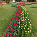 190425 Morges tulipes 2