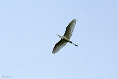 Witte reiger