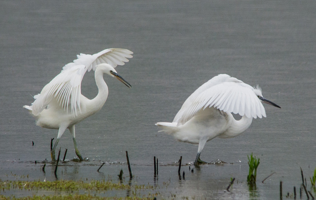 Egrets5 at Burton Wetlands