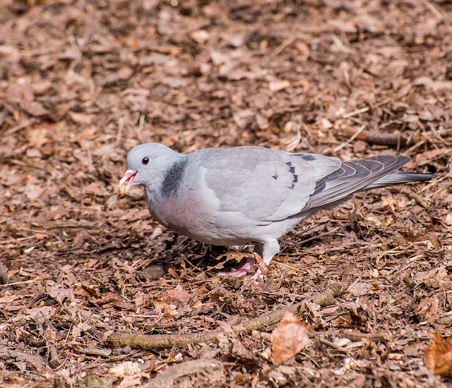 Stock dove (5)