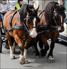 hommage à nos chevaux