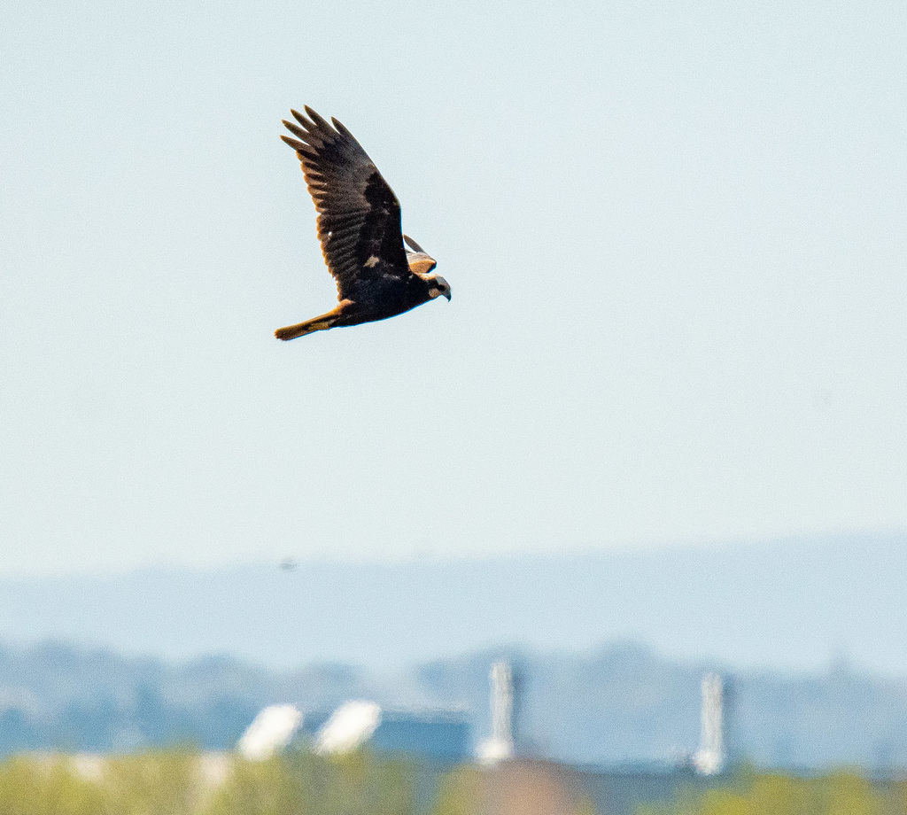 Marsh harrier