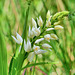 P1370655- Céphalanthère à longues feuilles (Cephalanthera longifolia) - Nébias, sentier nature.  05 mai 2021