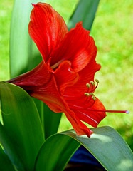 Amaryllis