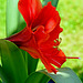 Amaryllis