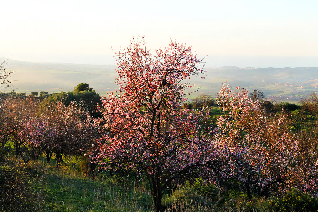 fleurs amandier