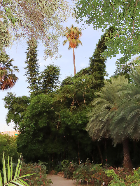 Valencia: Jardín botánico, 44