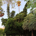 Valencia: Jardín botánico, 44