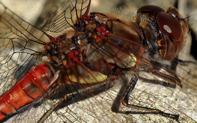 EOS R7 Peter Harriman 12 14 22 9796 commonDarter dpp