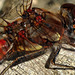EOS R7 Peter Harriman 12 14 22 9796 commonDarter dpp