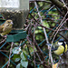 20141228 6148VRAw [D~RI] Grünfink [w] (Carduelis chloris), Kohlmeise (Parus major), Rinteln