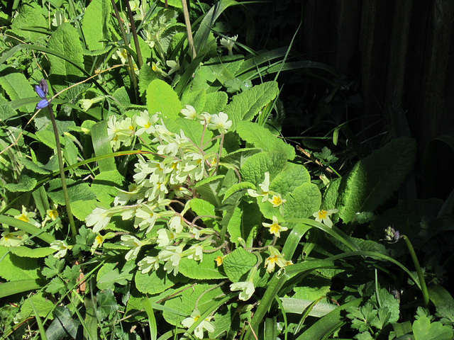 Bunches of primroses against the fence