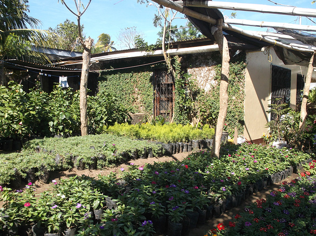 Vivero con tonos de sombra