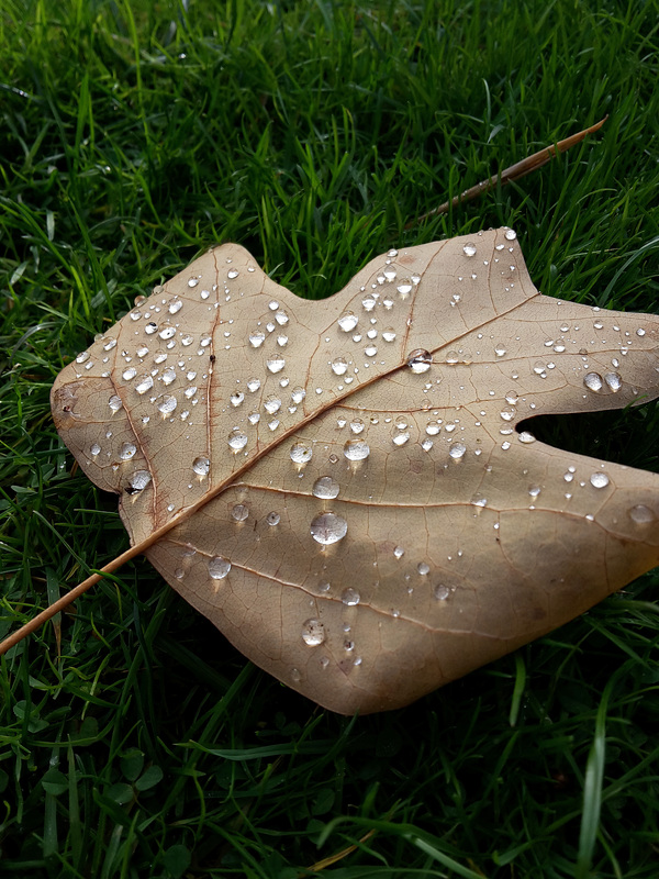 Dewy tulip tree leaf