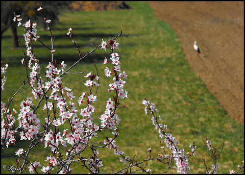 Frühlingsfrisch