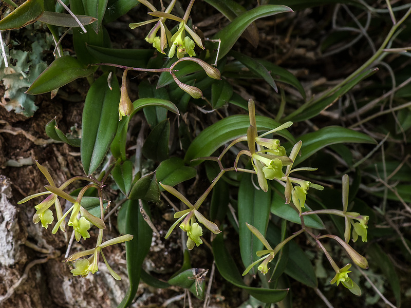 Epidendrum magnoliae (Green-fly orchid)