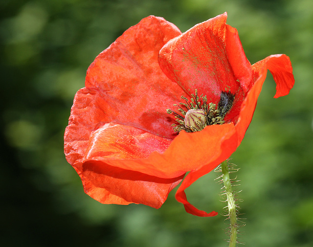 Mohn