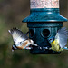 Blue tit and goldfinch
