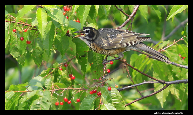 Merle d'Amérique ( immature )