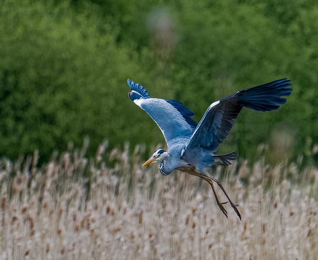 Heron.4jpg