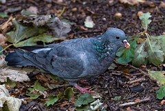 Stock dove (6)