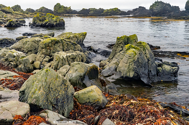 Rock's, Cormorants & a Pip