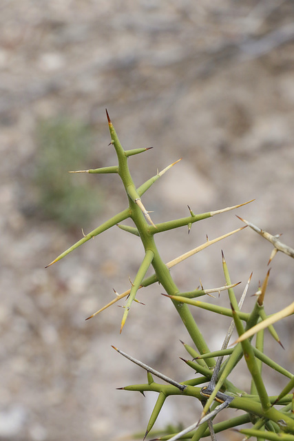 Pencil Cholla