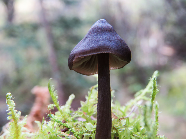 Unidentified small mushroom