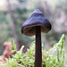 Unidentified small mushroom