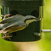 Nuthatch