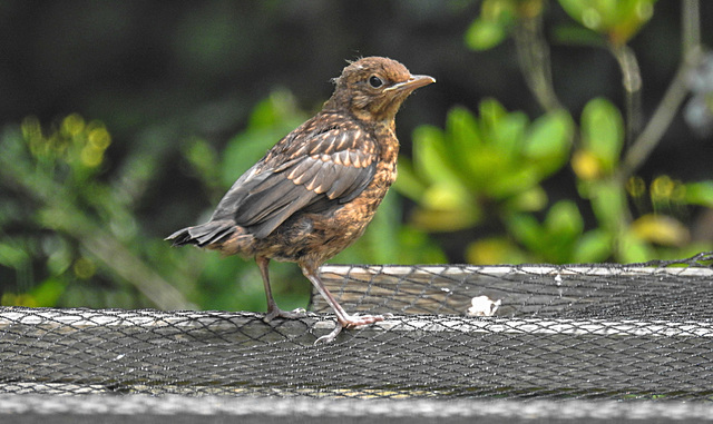 20230618 0989CPw [D~LIP] Amsel ( Turdus merula) [Schwarzdrossel] [JV], Bad Salzuflen