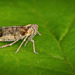 Die Glasflügelzikade (Cixius nervosus)  war vorsichtig bei ihren Auftritt :)) The glasswinged leafhoppers (Cixius nervosus) were cautious in their appearance :)) Les cicadelles à ailes de verre (Cixius nervosus) étaient prudentes dans leur apparition :