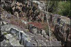 Sedum rupestre sur dalle basaltique