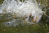 Carp Spawning