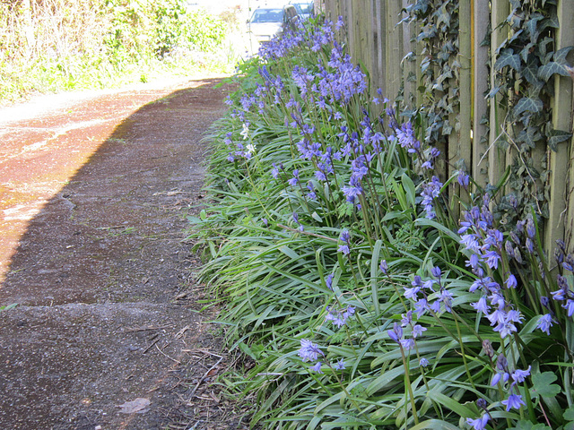 The drive down to the road is also lined with bluebells