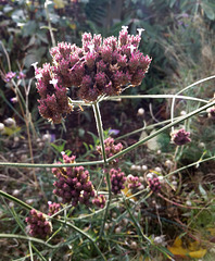 Verbena bonariensis