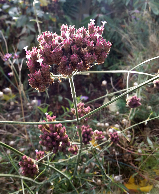 Verbena bonariensis