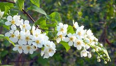 Traubenkirschenblüten 1