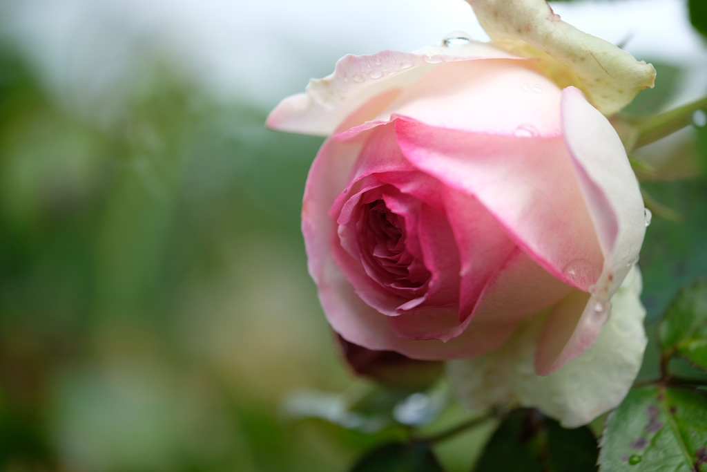 DSCF3720