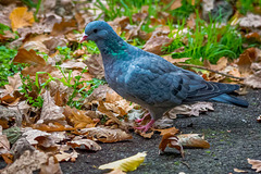 Stock dove 1