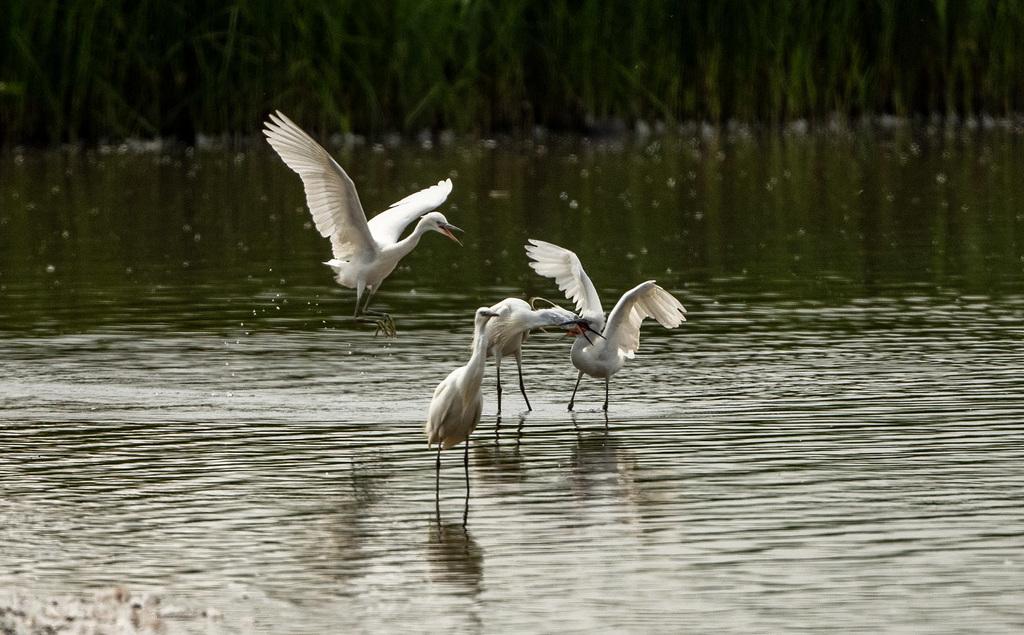 Little egrets