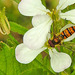 20210913 2843CPw [D~LIP] Rettich (Raphanus sativus), Hain-Schwebfliege, Gemeine Wiesen-Wanze, Bad Salzuflen