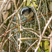 Long tailed tit in front of its nest