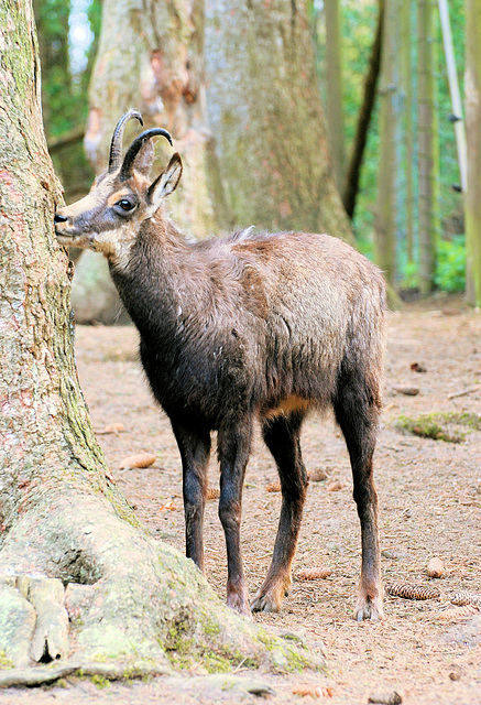 (2) "....dass Baum Rinde lecker schmecken soll".