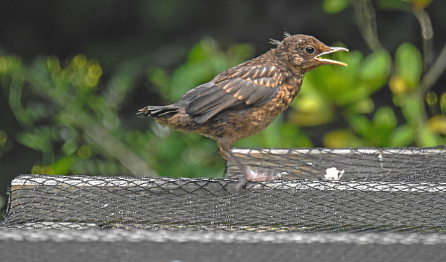 20230618 0990CPw [D~LIP] Amsel ( Turdus merula) [Schwarzdrossel] [JV], Bad Salzuflen