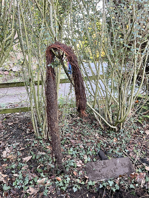 If you ever wondered what happens when a tree root system finds its way into a rain gutter drainage pipe...