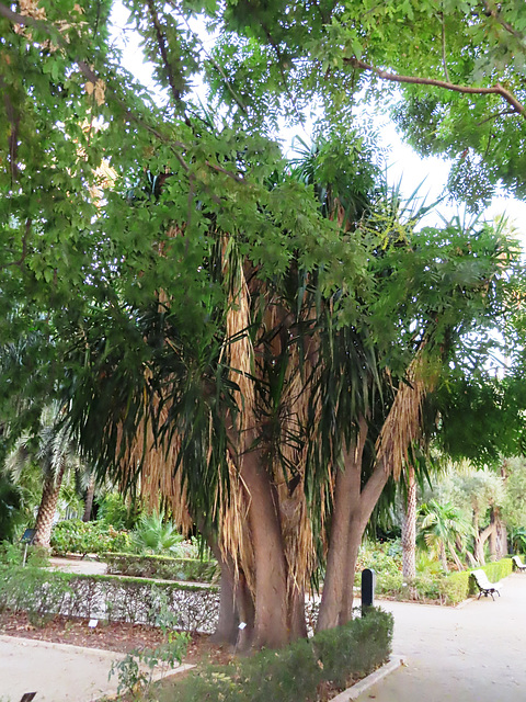 Valencia: Jardín botánico, 46