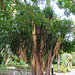 Valencia: Jardín botánico, 46