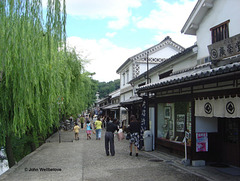 Japan Kurashiki Quay Weeping Willows Deciduous Tree Week 9