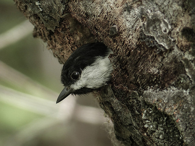Well, hello, little Chickadee